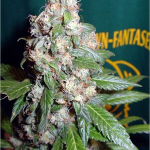 3 UND FEM - AC DIESEL * HOMEGROWN FANTASEEDS 3 UND FEMINIZADAS