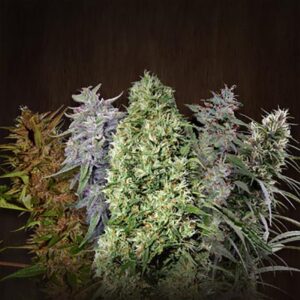 10 UND REG - ACE MIX * ACE SEEDS 10 UND REGULARES