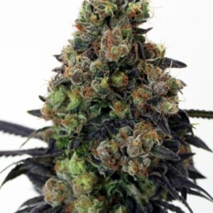 5 UND FEM - ACID DOUGH * RIPPER SEEDS 5 UND FEMINIZADAS