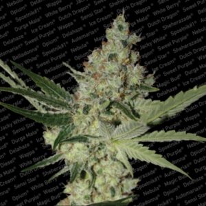 3 UND FEM - ACID * PARADISE SEEDS 3 UND FEMINIZADAS