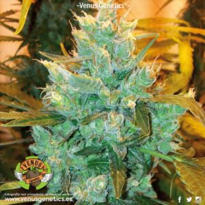 1 UND FEM - AFGAN RYDER AUTO * VENUS GENETIC 1 UND FEMINIZADAS