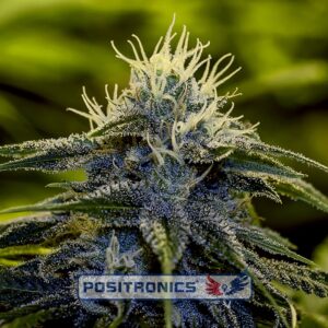 5 UND FEM - AFGHAN EXPRESS * POSITRONICS 5 UND FEMINIZADAS