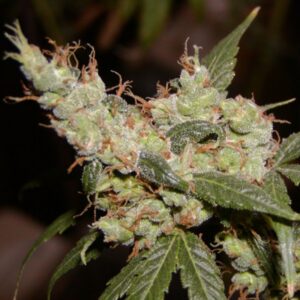 15 UND REG - AFGHAN HAZE * MR NICE NATURAL 15 UND REG