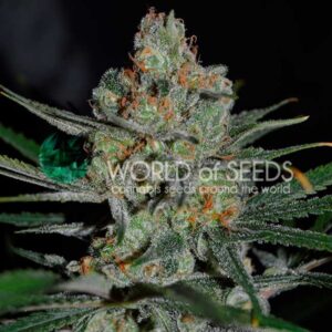12 UND FEM - AFGHAN KUSH (EARLY HARVEST) * WORLD OF SEEDS 12 UND FEMINIZADAS