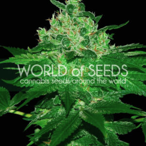10 UND REG - AFGHAN KUSH (WOS) * WORLD OF SEEDS 10 UND REG