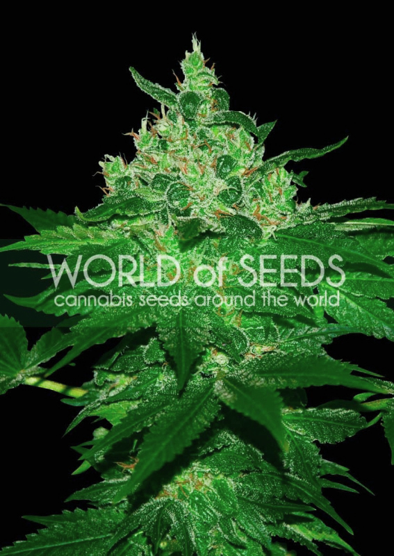 10 UND REG - AFGHAN KUSH (WOS) * WORLD OF SEEDS 10 UND REG