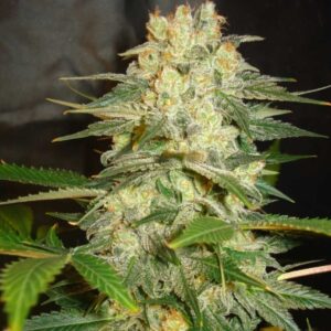 12 UND FEM - AFGHAN KUSH RYDER AUTO (AUTOFLOWERING C.) * WORLD OF SEEDS 12 UND FEMINIZADAS