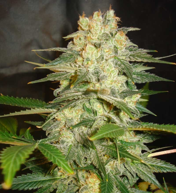 12 UND FEM - AFGHAN KUSH RYDER AUTO (AUTOFLOWERING C.) * WORLD OF SEEDS 12 UND FEMINIZADAS
