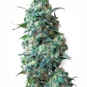10 UND REG - AFGHAN KUSH * SENSI WHITE LABEL 10 UND REGULARES
