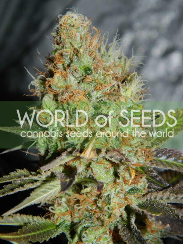 3 UND FEM - AFGHAN KUSH SPECIAL (LEGEND COLLECTION) * WORLD OF SEEDS 3 UND FEMINIZADAS