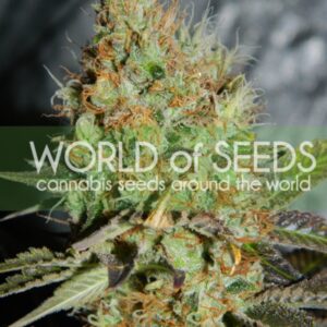 12 UND FEM - AFGHAN KUSH SPECIAL (LEGEND COLLECTION) * WORLD OF SEEDS 12 UND FEMINIZADAS