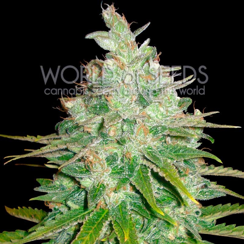 3 UND FEM - AFGHAN KUSH X BLACK DOMINA (MEDICAL C.) * WORLD OF SEEDS 3 UND FEMINIZADAS