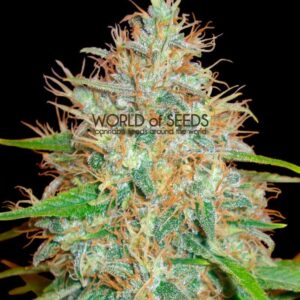 7 UND FEM - AFGHAN KUSH X SKUNK (MEDICAL C.) * WORLD OF SEEDS 7 UND FEMINIZADAS