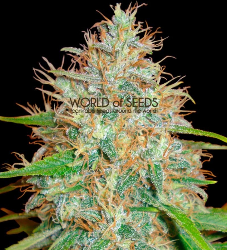 3 UND FEM - AFGHAN KUSH X SKUNK (MEDICAL C.) * WORLD OF SEEDS 3 UND FEMINIZADAS