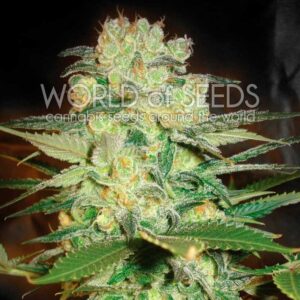 7 UND FEM - AFGHAN KUSH X WHITE WIDOW (MEDICAL C.) * WORLD OF SEEDS 7 UND FEMINIZADAS
