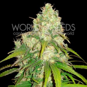 7 UND FEM - AFGHAN KUSH X YUMBOLT (MEDICAL C.) * WORLD OF SEEDS 7 UND FEMINIZADAS