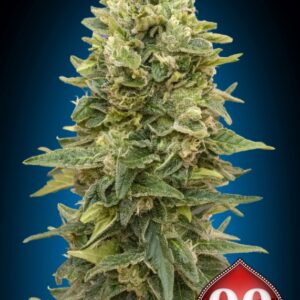 25 UND FEM - AUTO AFGHAN MASS * 00SEEDS 25 UND FEMINIZADAS