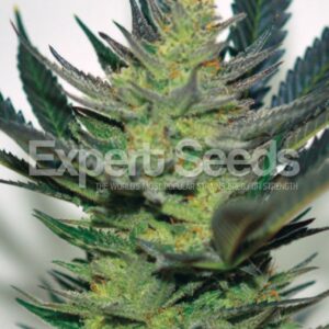 1 UND FEM - AFGHAN SKUNK * EXPERT SEEDS 1 UND FEMINIZADA