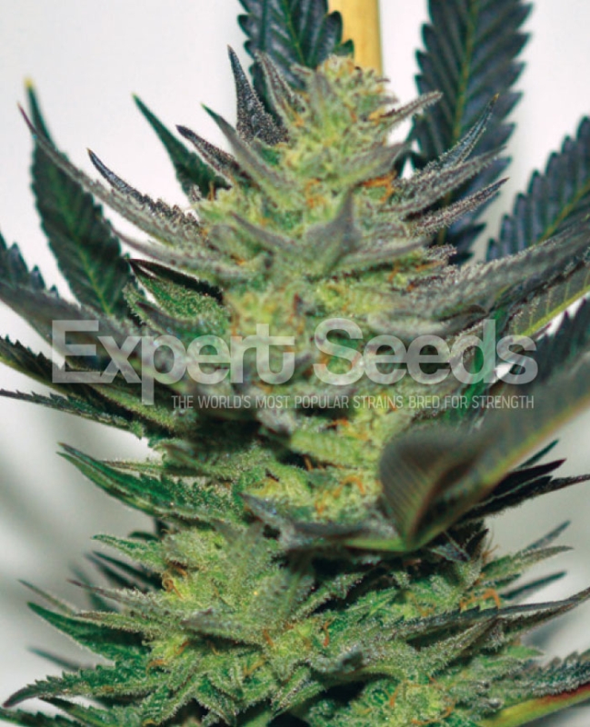 1 UND FEM - AFGHAN SKUNK * EXPERT SEEDS 1 UND FEMINIZADA