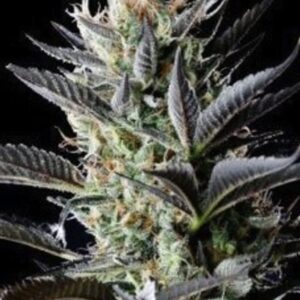 15 UND REG - AFGHAN SKUNK * MR NICE LIMITED EDICION 15 UND REG