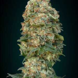 100 UND FEM - AFGHAN SKUNK * ADVANCED SEEDS 100 UND FEM