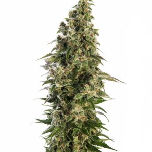 3 UND FEM - AFGHANI # 1 AUTOMATIC * SENSI SEEDS 3 UND FEMINIZADAS