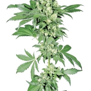 10 UND FEM - AFGHANI #1 ﾮ * SENSI SEEDS FEMINIZADA 10 UND