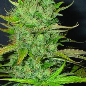 3 UND FEM - AFGHANI * HOMEGROWN FANTASEEDS 3 UND FEMINIZADAS