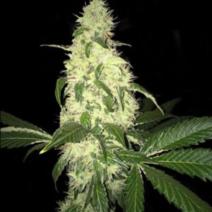 5 UND REG - AFGHANIBERRY * T.H. SEEDS 5 UND REGULARES