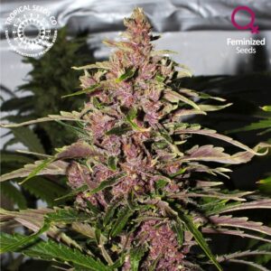 3 UND FEM - AFROKUSH * TROPICAL SEEDS 3 UND FEMINIZADAS