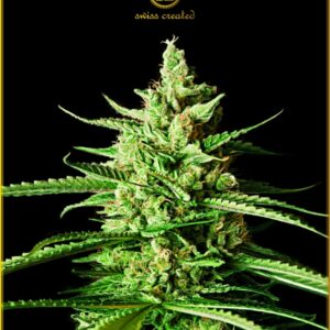 5 UND FEM - AK-01 * ANACONDA SEEDS FEMINIZADA 5 UND