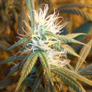 5 UND FEM - AK-48 * SAGARMATHA AUTOFLORECIENTES 5 UND FEM