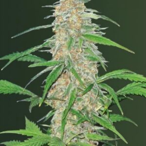 5 UND FEM - AK-77V * VICTORY SEEDS FEMINIZADA 5 UND
