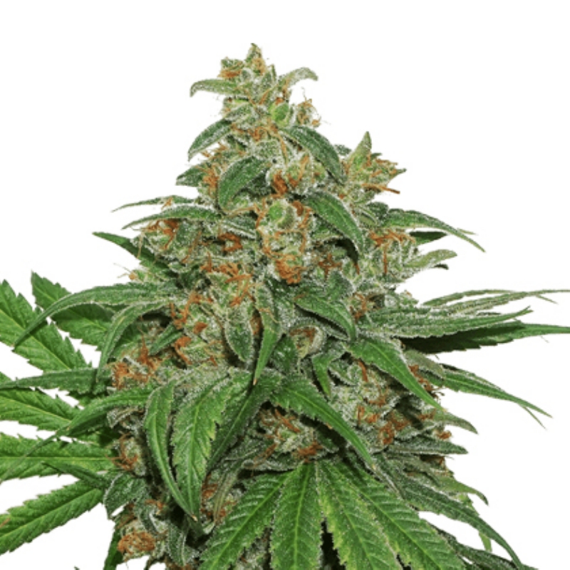 25 UND FEM - AK 420 AUTO * SEEDSTOCKERS 25 UND FEMINIZADAS