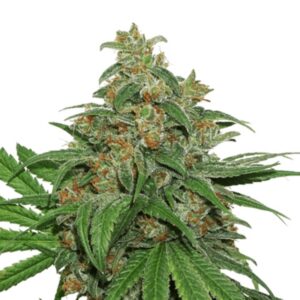 25 UND FEM - AK 420 * SEEDSTOCKERS 25 UND FEMINIZADAS