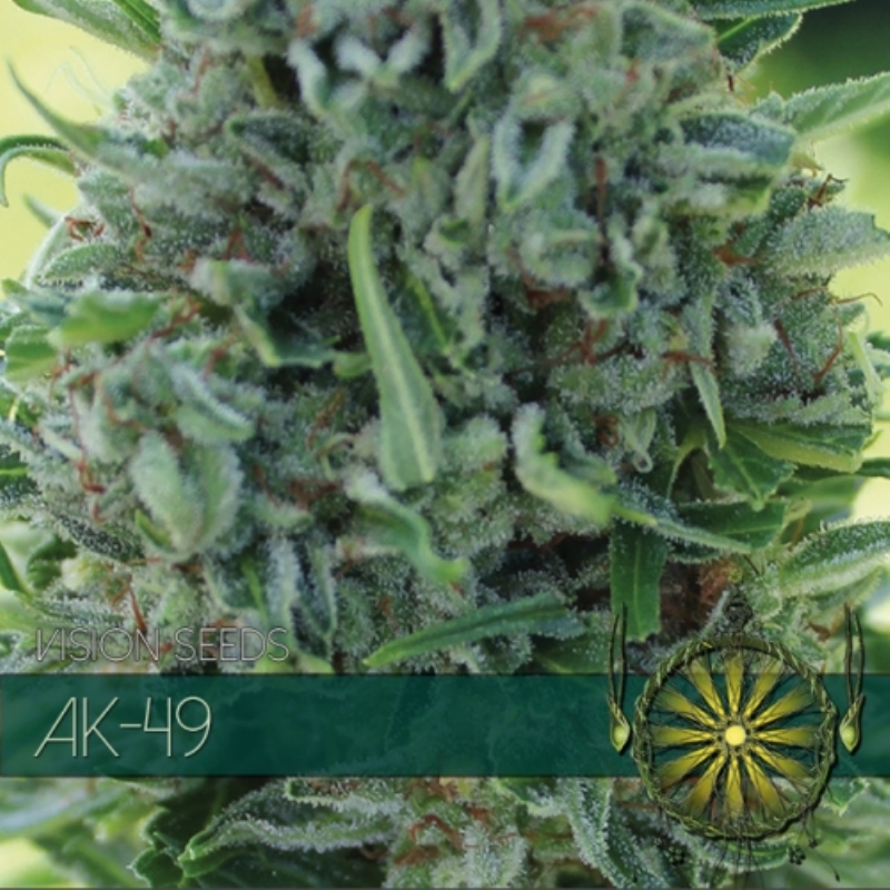 3 UND FEM - AK 49 (ETIQUETA FRANCESA) * VISION SEEDS 3 UND FEMINIZADAS