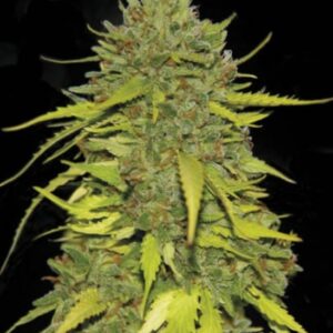 100 UND FEM - AK * BULK SEED 100 UND FEM