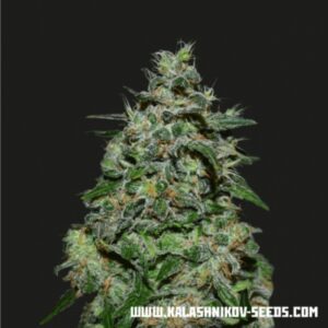 5 UND FEM - AK KUSH EXPRESS  * KALASHNIKOV SEEDS 5 UND FEMINIZADAS