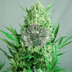 100 UND FEM - AKTOMBE AUTO * VENUS GENETICS 100 UND FEM