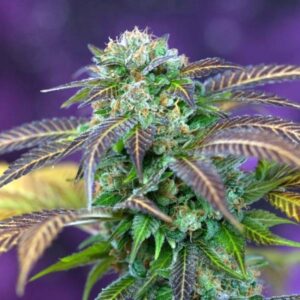 10 UND REG - ALCHEMY * TGA-SUBCOOL 10 UND REGULARES