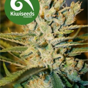 5 UND REG - ALEGRIA * KIWISEEDS 5 UND REGULARES
