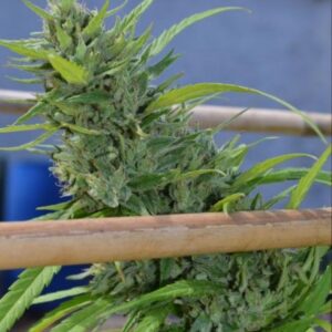 25 UND FEM - ALICE * ORIGINAL DELICATESSEN FEMINIZADA 25 UND