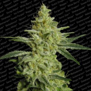 10 UND FEM - ALLKUSH * PARADISE SEEDS 10 UND FEMINIZADA