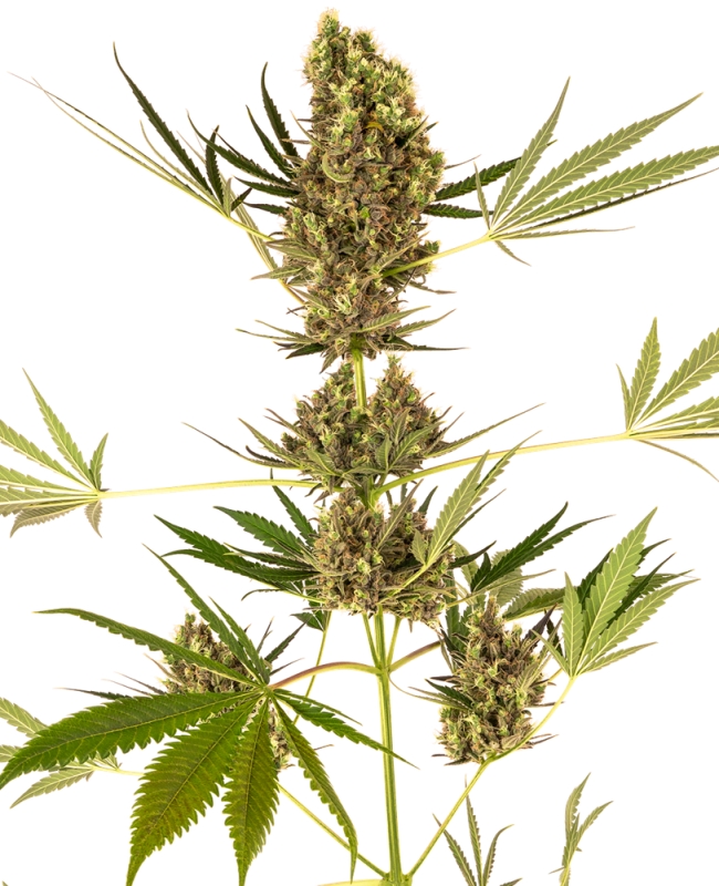 10 UND FEM - ALPINE DELIGHT CBD AUTO * SENSI SEEDS FEMINIZADA 10 UND