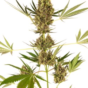 1 UND FEM - ALPINE DELIGHT CBD AUTO * SENSI SEEDS FEMINIZADA 1 UND