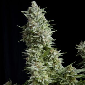 1 UND FEM - ALPUJARRE�A * PYRAMID SEEDS 1 UND FEMINIZADA