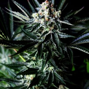 5 UND FEM - AMAZING AUTO * ABSOLUTE CANNABIS SEEDS 5 UND FEM