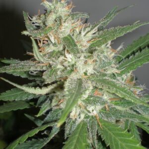 3 UND FEM - AMAZING HAZE * HOMEGROWN FANTASEEDS 3 UND FEMINIZADAS