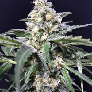 5 UND FEM - AMAZON HAZE * R-KIEM SEEDS 5 UND FEMINIZADAS