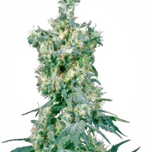10 UND REG - AMERICAN DREAM ﾮ * SENSI SEEDS 10 UND REG